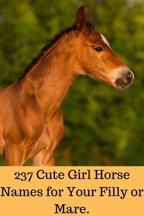 Names for girl horses.#horse names,#filly names,#mare names,#horses, Female Horse Names List, Horse Names Unique Mare, Mare Horse Names, Cute Horse Names, Unique Horse Names, Female Horse Names, Names Unique Girl, Filly Horse, Horse Hairstyles