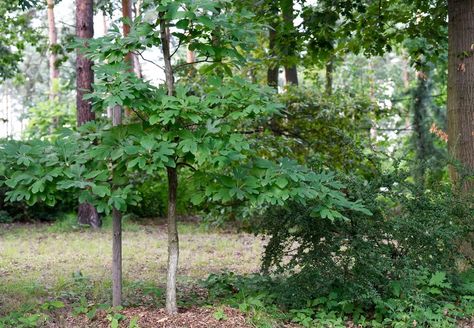 How to Grow and Care for Sassafras Sassafras Tree, Tree With Flowers, Specimen Trees, Tree Nursery, Plant Diseases, Tree Leaves, Flowering Trees, Drought Tolerant, Types Of Plants