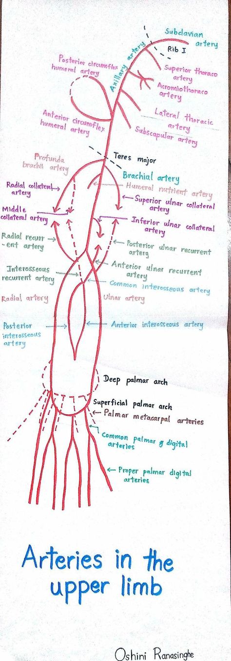 Upper Limb Arteries, Arteries Of Upper Limb, Respritory System Diagram, Upper Limb Anatomy Notes, Anatomy Upper Limb, Upper Limb Anatomy, Arteries Anatomy, Med School Study, Physical Therapy School