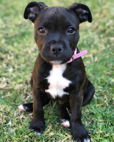 Staffordshire Bull Terrier Puppy, Staffie Puppies, Blue Staffy Puppy, Dog Staffy, Staffordshire Bull Terrier Puppies, Pitbull Dog Puppy, Staffy Dog, Amstaff Puppy, Tender Heart