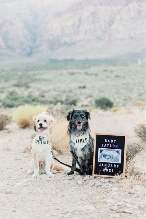 Pregnancy Announcement Pets, Pregnancy Announcement Photos With Dogs, Pregnancy Announcement With Dogs, Baby Announcement With Dog, Pregnancy Announcement With Dog, Pet Pregnancy Announcement, First Pregnancy Announcements, Simple Pregnancy Announcement, Red Rock Las Vegas