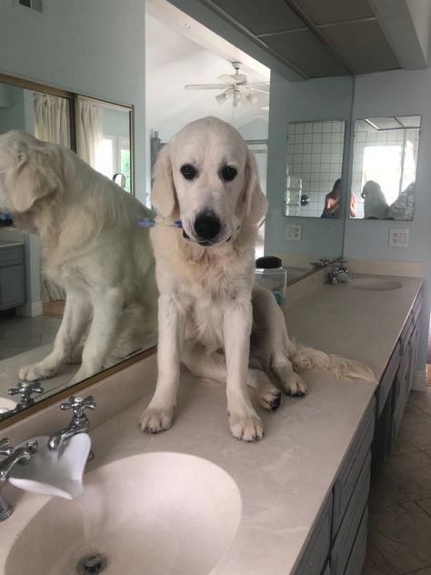 Creme Golden Retriever, English Creme Golden Retriever, Cream Retriever, English Cream Golden Retriever, Cream Golden Retriever, English Cream, Girls Best Friend, My Vibe, Golden Retriever