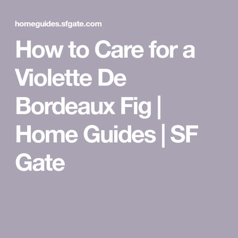 How to Care for a Violette De Bordeaux Fig | Home Guides | SF Gate Fig Recipes, Vegetable Gardens, Woodland Garden, Fig Tree, Fruit Trees, Green Thumb, Gardening Tips, Fig, Soil