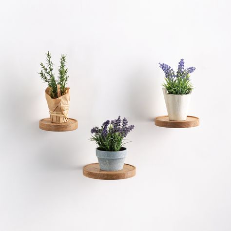 Plant Shelf Wall, Circle Wall Shelf, Window Plant Shelf, Circle Shelf, Wall Plant Holder, Minimalist Shelves, Window Plants, Carpet Stair Treads, Unique Shelves