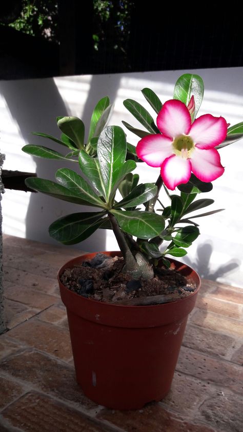 Mis adenium A Adenium Bonsai, Adenium Obesum Desert Rose, Flowers, Plants