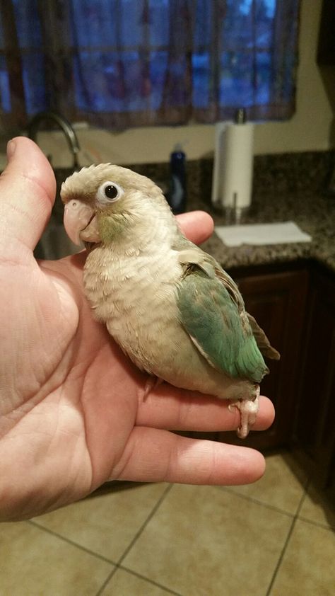 Cinnamon Green Cheek Conure Follow us  See more at Facebook:  www.facebook.com/WestCoastBirds Instagram: www.instagram.com/WestCoastBirds Green Cheeked Conure, Conure Cage, Conure Bird, Animal Enclosures, Green Cheek Conure, How To Potty Train, Conure Parrots, Talking Parrots, Parrot Pet