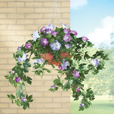 Morning Glories In Hanging Baskets, Morning Glory Hanging Basket, Morning Glory Flowers In Hanging Basket, Hummingbird Flowers Hanging Baskets, Morning Glory In Hanging Basket, Oasis Morning Glory, Patio Trellis, Pink Morning Glory, Purple Cover