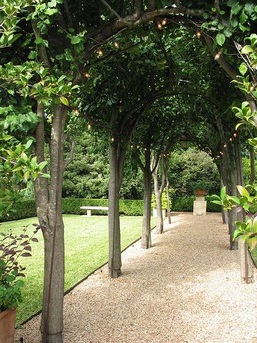 pleached tree arbor loose graded pebble path focal point Tree Lined Pathway, Tree Walkway, Terrace Plants, Pebble Path, Pleached Trees, Arbor Garden, Herb Container, Wedding Walk, Plants House