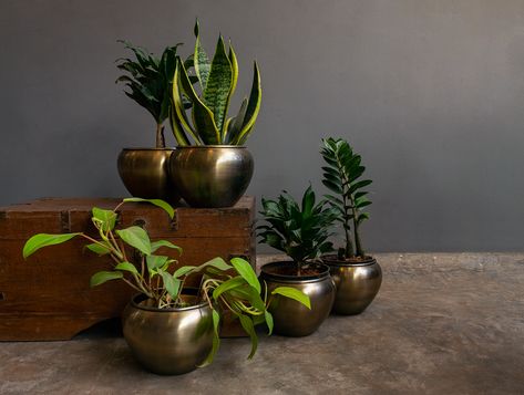 Brass Flower Pots, Open Terrace Ideas, Indoor Plants Styling, Vintage Brass Decor, Pottery Plant Pot, Indoor Pots, Indian Room Decor, India Home Decor, Indoor Flower Pots