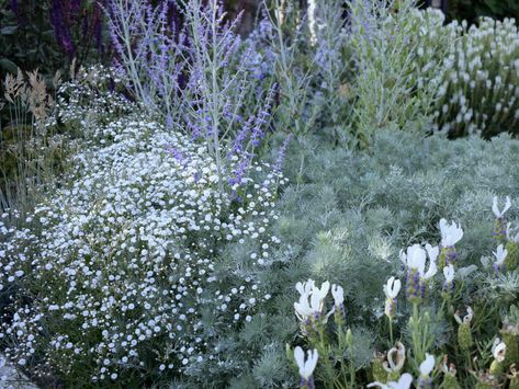 Artemisia Silver Mound, Silvermound Landscaping, Silver Garden Plants, Silver Plants Garden, Silver Mound Artemisia, Tranquility Pool, Rancher Remodel, Mediterranean Planting, Artemisia Plant