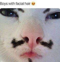 Here are some cats with mustaches, a few goatees, some dogs with beards and a monkey with a fu man chu. #mustache #beard #cat #dag #facialhair Mustache Cat, Funny Pictures With Captions, Funny Cat Memes, Funny Cat Pictures, Picture Captions, Kitty Cats, Funny Animal Pictures, Facial Hair, Animal Memes