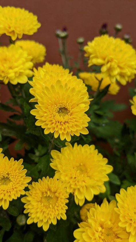 November Bujo, Yellow Chrysanthemum, Yellow Aesthetic, Chrysanthemum, Yellow, Plants, Flowers, Quick Saves