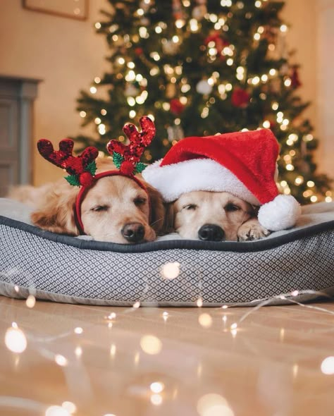 So Cute Dog Christmas Photos🐶 #Christmas #ChristmasSanta #ChristmasDog #ChristmasGift #ChristmasComing #Doglovers Christmas Dog Photography, Christmas Pet Photos, Dog Christmas Photos, Dog Christmas Pictures, Christmas Dog Treats, Christmas Pets, Animal Photoshoot, Merry Christmas Dog, Wallpaper Natal