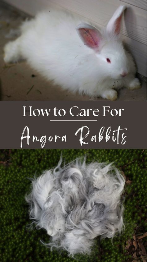 Angora rabbits are unique to other rabbit breeds because of their long, soft coats. Because of this, they need special food, housing, care, and supplies. Here are my best tips and supplies for raising angora rabbits. Angora Rabbit Housing, German Angora Rabbit, French Angora Rabbit, English Angora Rabbit, Fiber Animals, Rabbit Pellets, Angora Bunny, English Angora, Moving Ideas