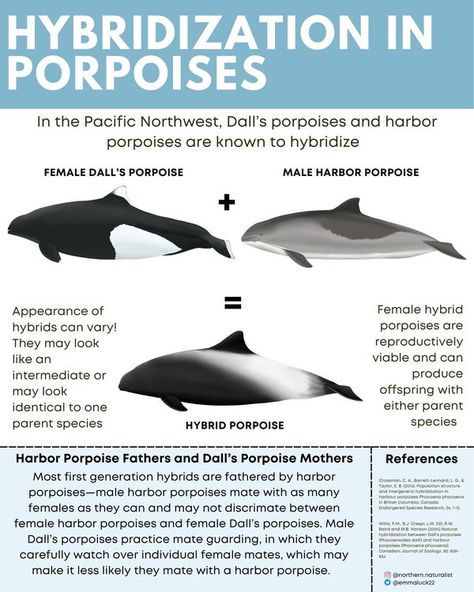 Dolphin Infographic, Cool Sea Creatures, Hybrid Animals, Ocean Stuff, Marine Pollution, Marine Biology, Ocean Life, Whales, Animal Illustration