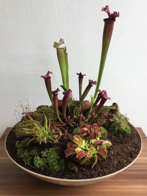 Carnivorous Bog Garden, Mini Bog Garden, Terrarium Carnivorous Plants, Indoor Bog Garden, Jewel Orchid Terrarium, Pinguicula Terrarium, Bog Garden Ideas Carnivorous Plants, Carnivorous Plant Bog, Carnivorous Plants Terrarium