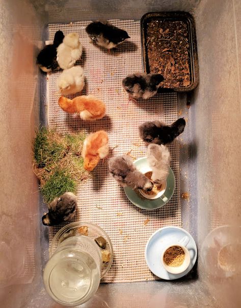 Raising Baby Chicks, Brooder Box, Baby Chicks Raising, Raising Chicks, Dust Bath, Backyard Chicken Farming, Raising Backyard Chickens, Laying Hens, Backyard Poultry