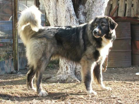 Carpathian Shepherd Dog, Mixed Puppies, Pet Anime, Guardian Dog, Caucasian Shepherd, Rare Dogs, Livestock Guardian Dog, Livestock Guardian, Home Pets