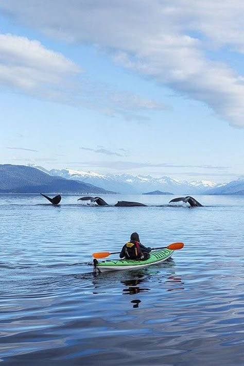 Sea Kayaking, Canoe And Kayak, Kayak Fishing, Kayaks, Whale Watching, Outdoor Life, Adventure Awaits, Outdoor Adventure, Rafting