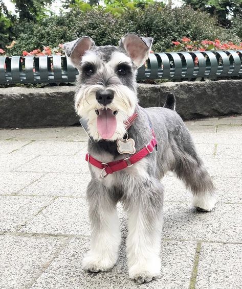 Cute Shnouzers, Schnauzer Haircut, Schnauzer Dog, Miniature Schnauzer Haircut, Mini Schnauzer Grooming Haircuts, Schnauzer Cut, Schnauzer Breed, Schnauzer Grooming, Schnauzer Art