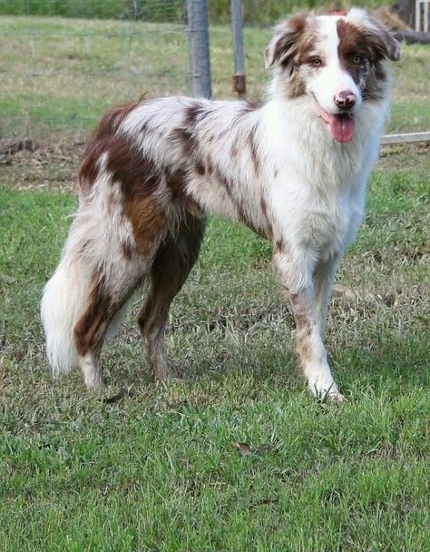 Red Merle Border Collie Merle Dogs, Border Collie Merle, Aussie Colors, Red Merle Border Collie, Border Collie Colors, Merle Border Collie, Red Border Collie, Cool Dog Houses, Collie Puppies