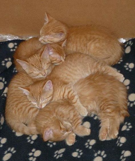 (=｀ェ´=)(*^^*) Sibling Love, Ginger Kitten, Orange Kittens, Orange Tabby Cats, Orange Cats, Mama Cat, Kittens And Puppies, Ginger Cats, Cute Cats And Kittens