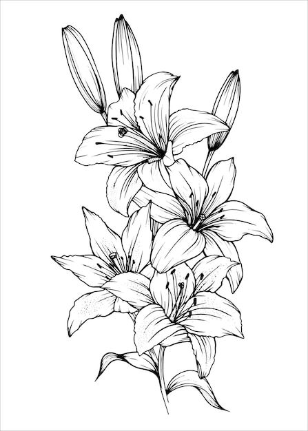 Lily Art Drawing, Lilly Drawing Flowers, Lily Flower Outline, Lily Line Drawing, Flower Drawing Tumblr, Lilly Flower Tattoo, Flower Draw, Tiger Lily Flowers, Tattoo Stencil Designs