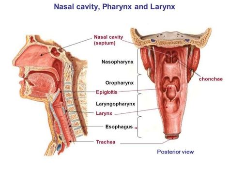 Anatomy of Pharynx & Larynx Pharynx Anatomy, Slp Anatomy, Larynx Anatomy, Lingual Tonsils, Nose Anatomy, Throat Anatomy, Maxillary Nerve, Glossopharyngeal Nerve, Lungs Anatomy