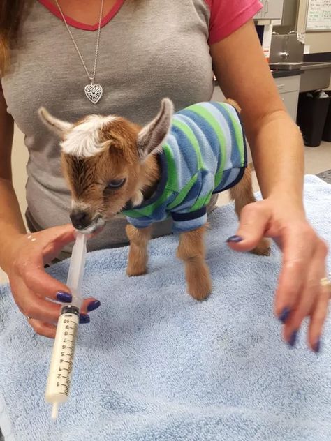 19 of The Cutest Animal Pics Ever Taken By Veterinarians Vet School Motivation, Cutest Pets, Vet Medicine, Vet School, Vet Student, Baby Goat, Vet Med, Pet Vet, Pet Clinic