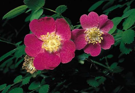 Sweetbrier | plant | Britannica Eglantine Rose, Small Pink Flowers, Western Asia, Language Of Flowers, Nature Garden, Wild Rose, Single Flower, Wild Roses, Types Of Flowers