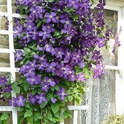 Perennial Garden Plan: Vines and Groundcovers Layer 5 | Pretty Purple Door Clematis Jackmanii, Climbing Clematis, Purple Clematis, Clematis Plants, Flowers Growing, Clematis Vine, Bonsai Flower, Perennial Flowers, Planting Ideas