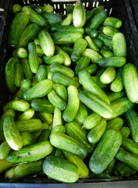 Pickling cucumbers! Cucumber Garden, Pickling Cucumbers, Bountiful Harvest, Flower Gardens, English Garden, Pickles, Cucumber, Flower Garden, To Grow