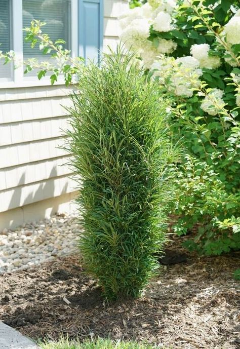 15 Tall and Narrow Screening Shrubs for Year-Round Privacy in Small Garden Backyard Tree Ideas, Narrow Trees, Shrubs For Landscaping, Shrubs For Privacy, Yard Makeover, Foundation Planting, Crape Myrtle, Proven Winners, House Landscaping