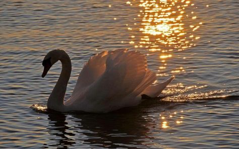 Swan in water & sunlight 4k Wallpaper Android, Swan Wallpaper, Beautiful Swan, Ethereal Aesthetic, Bird Wallpaper, Swan Lake, Swans, الرسومات اللطيفة, Aesthetic Photography