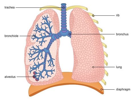 Lungs Labelled Diagram, Alveoli Diagram, Respiratory System Anatomy, Function Diagram, Human Lungs, Healthy Lungs, Schematic Design, Medical Medium, Structure And Function