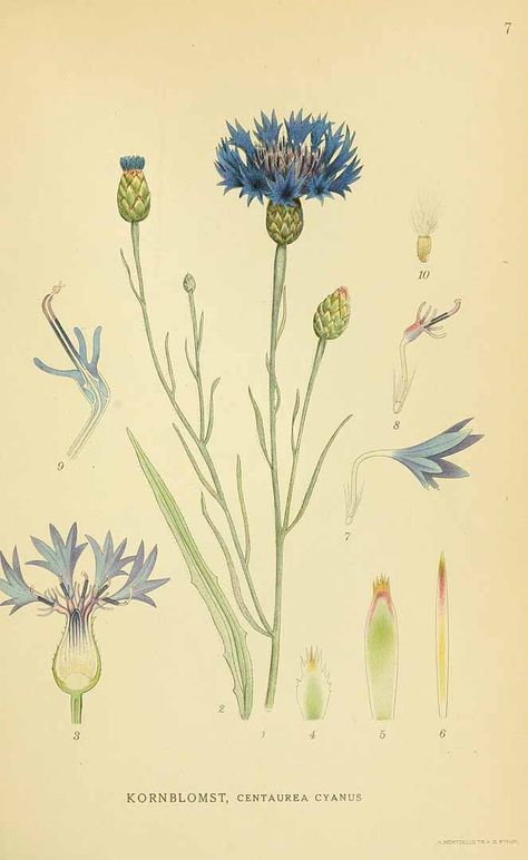 131263 Centaurea cyanus L. / Lindman, C.A.M., Bilder ur Nordens Flora, vol. 1: t. 7 (1922-1926) Illustration Botanique Vintage, Illustration Botanique, Botanical Illustration Vintage, Vintage Botanical Prints, Plant Drawing, Botanical Painting, Scientific Illustration, Plant Illustration, Botanical Drawings