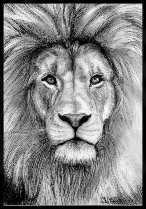 Lew Fantasy Lion, Realistic Animal Drawings, Drawing Dragon, Lion Sketch, Lion Drawing, Pencil Drawings Of Animals, Lion Face, Desenho Tattoo, Lion Art