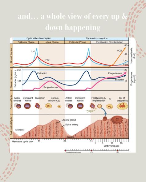 We can’t talk about hormonal health without talking about our menstrual cycle ‘cause it has huge impact on your overall well being. Did you know that your cycle is much more than just a bleed? 🩸 The hormones involved work together to regulate the cycle and can influence literally everything from mood to energy levels. 👟😵‍💫💤 Every phase is different and understanding each of it can empower you to optimize your hormonal health. First steps you should consider is tracking your cycle: •Sympt... Menstrual Cycle Phases And Mood, Energy Levels Menstrual Cycle, Understanding Menstrual Cycle, Menstrual Cycle Energy Level, Women’s Menstrual Cycle, Hormonal Health, Energy Level, First Step, Well Being