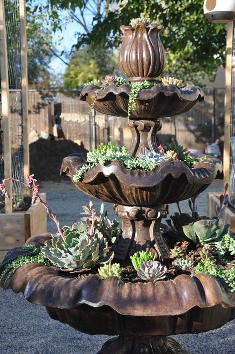 How to Make a Succulent Fountain | California Grown. #succulent_fountain #SerraGardens_succulents #succulent_display Succulents Fountain, Succulent Fountain, Flower Fountain, Fountain Ideas, Yard Inspiration, Succulent Landscape Design, Rock Landscaping Ideas, Succulent Garden Design, Succulent Gardens