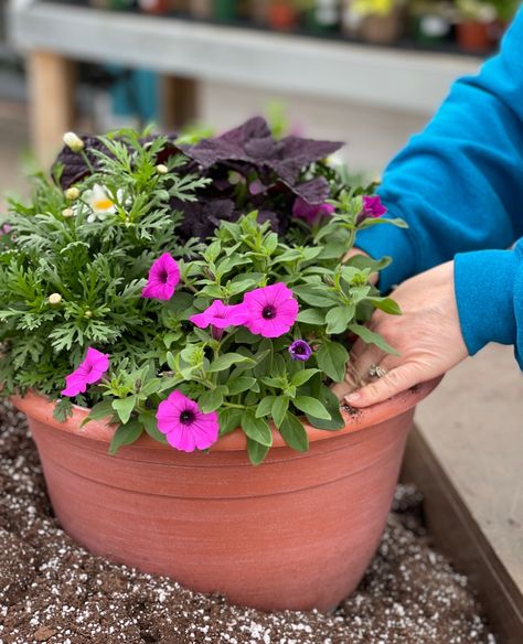 Jazzberry Supertunia, Petunia Plant, Fuchsia Purple, Hummingbird Flowers, Plant Covers, Container Design, Water Wise, Landscaping Plants, You Know It