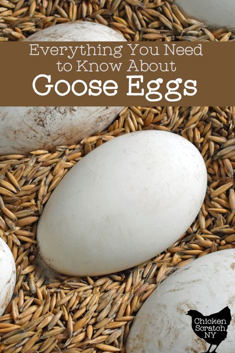 Goose eggs are a fun and delicious alternative to chicken eggs, with a richer flavor and larger size. The giant eggs are only available for a few months in the spring so get them while you can! Goose Eggs, Great British Food, Egg Benefits, Eggs For Sale, Egg Nest, Duck Eggs, Egg Cake, Dinosaur Eggs, Chicken Scratch