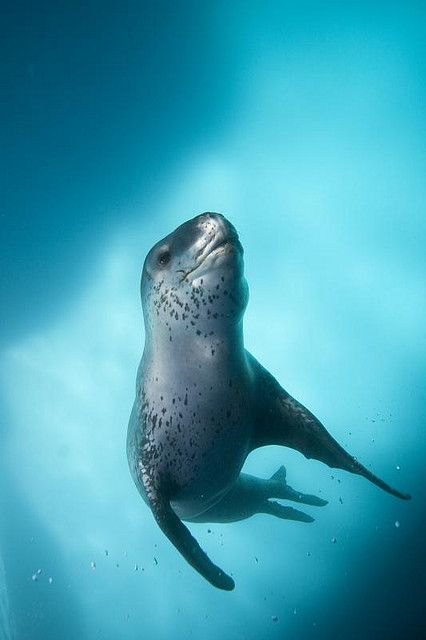 Leopard Seal, Creature Marine, Sea Mammal, Underwater Creatures, Underwater Life, Aquatic Life, Aquatic Animals, Marine Mammals, Sea Lion