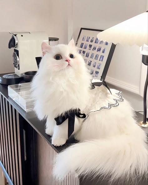 Ragdoll Cat Aesthetic, White Ragdoll Cat, Cat Outfits, Curly Cat, Cat Ragdoll, Funny Cat Wallpaper, Cute Animals Puppies, Fancy Cats, Cute Little Kittens