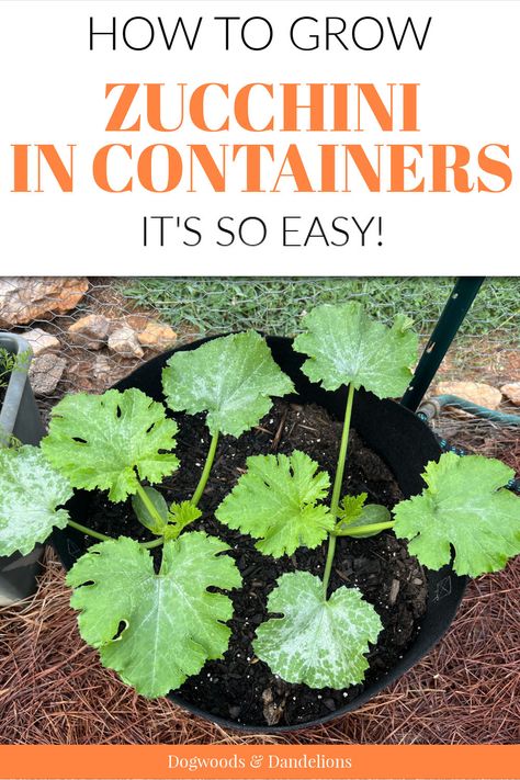 zucchini growing in a container Container Squash How To Grow, Zucchini Plants In Pots, Zucchini In Pots Growing, How To Grow Squash In Containers, Growing Squash In Containers, Growing Zucchini In Containers, Growing Summer Squash, How To Grow Squash, Sunburst Squash