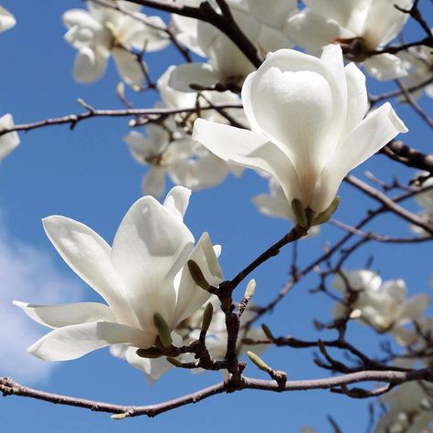 Magnolia Denudata, White Magnolia, Landscape Photography Nature, Giant Flowers, Orchid Plants, Floral Photography, Late Spring, Magnolia Flower, Landscaping Plants