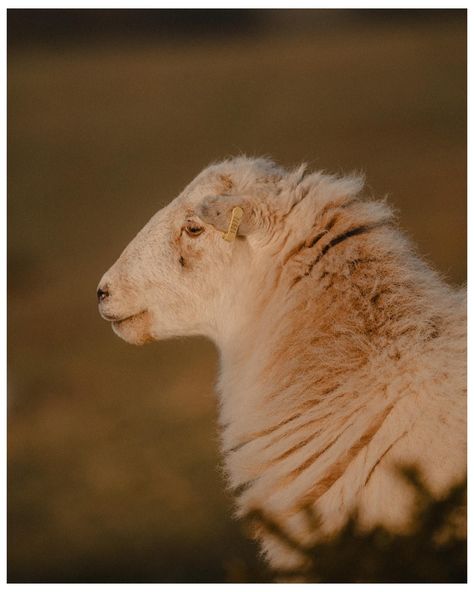 Enjoying a walk around the countryside photographing the sheep 🐑🍃 #englishcountryside #countryside #britishcountryside #sheep #sheepofinstagram #photography #livestock #peakdistrict #cotswolds #shropshire Edited on @lightroom @adobeuk Camera @sony.unitedkingdom a7iii Camera Sony, British Countryside, Peak District, The Sheep, April 15, English Countryside, A Walk, Lightroom, Sheep