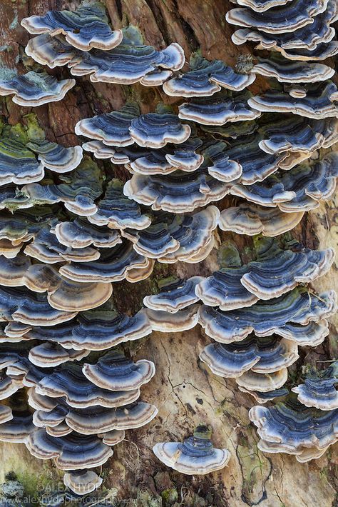 Turkeytail fungus {Trametes / Coriolus versicolor} growing on a dead alder tree… Mushrooms On Trees, Skin Fungus, Alder Tree, Lichen Moss, Mushroom Pictures, Plant Fungus, Mushroom Fungi, Wild Mushrooms, Mushroom Art