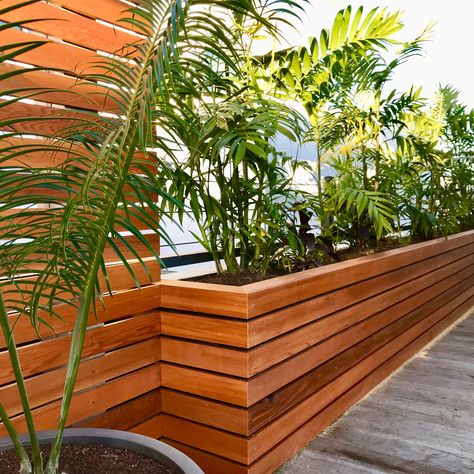 Cedar screen and planter with Costa Rica palms Planter Box Screening, Mcm Outdoor Planters, Wood Slat Planter, Privacy Planter Boxes, Planters Around Pool, Cedar Screen, Deck Planter Boxes, Privacy Planter, Long Planter