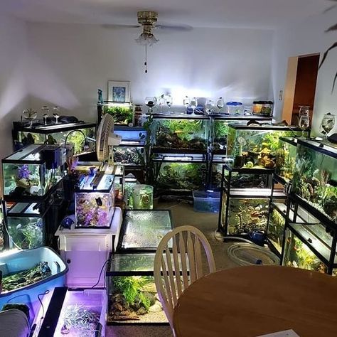 Whoa! Now that is a fish room.  #marinedepot #happyreefkeeping #fishtank #fishroom #aquarium #freshwateraquarium #plantedaquarium #aquariumhobby  @thewetspottropicalfish Fish Room Ideas, Snake Bedroom, Aquarium Interior, Aquarium Room, Fish Room, Fish Store, Aquarium Set, Fish Tank Design, Reptile Room