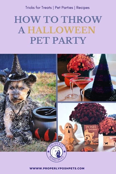 It's the perfect time of the year to summon all types of creepy creatures to your eerie and enchanting party - ghosts, goblins, vampires, werewolves, zombies, and witches of course! Celebrate this Halloween with treats, cocktails, costumes and photos of your magical pet party. Click the pin to see how! Puppy Halloween Party, Halloween Dog Party Ideas, Dog Halloween Party Ideas, Halloween Dog Party, Dog Halloween Party, Good Cocktails, Pup Treats, Halloween Party Drinks, Creepy Creatures